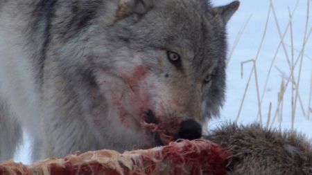 A wolf in Yellowstone National Park feeds on a carcass in the wintertime. (Landis Wildlife Films/Bob Landis)