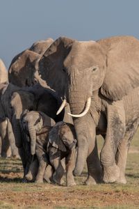 Two African elephant calves stick close to a female. (National Geographic for Disney/Oscar Dewhurst)