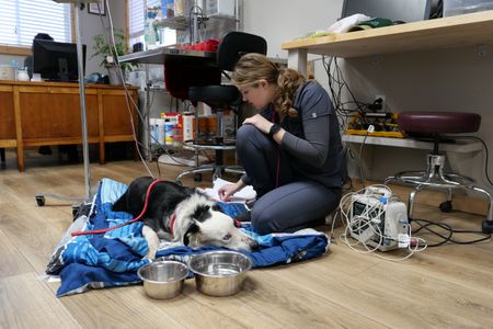 Vet Tech Laurel Driver sits with poisoned pup Turbo as he lays on a blanket while receiving a blood transfusion. (National Geographic)