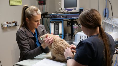 Vet techs Val Sovereign and Katelyn Fischer comfort Tomcat, a twenty-year-old kitty who has been suffering from severe tremors. (National Geographic)