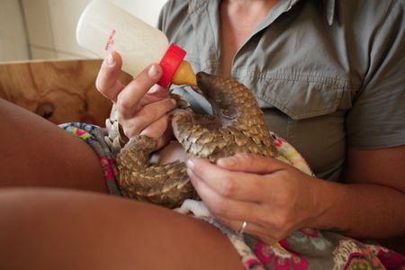 Emma De Jager bottle feeds Archie the baby pangolin. (National Geographic/Cherique Pohl)