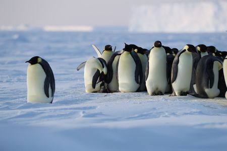 A lone Emperor Penguin stands separate from the huddle.  (credit: National Geographic/Alex Ponniah)