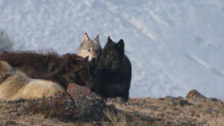 Wolf 755 returns and forms a pack with the Wapati female in Yellowstone National Park. (Landis Wildlife Films/Bob Landis)