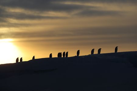 Emperor penguins walking up a hill with the setting sun in the background.  (credit: National Geographic/Alex Ponniah)