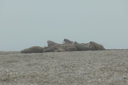 A group of walruses lounges on a sandbank in Svalbard. (National Geographic/Mario Tadinac)