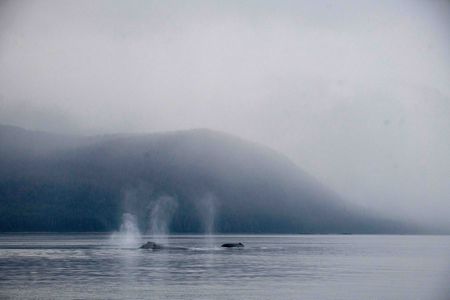 Humpback whales blow water at the surface of the Chatham Strait, Alaska. (National Geographic for Disney/Katie Vickers)