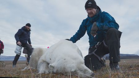 Polar bear scientist Jon Aars, Zoo and wildlife veterinarian Rolf-Arne Ølberg and Aldo Kane approach a sedated polar bear, where they take a biopsy to determine what this male has been feeding on. (National Geographic)