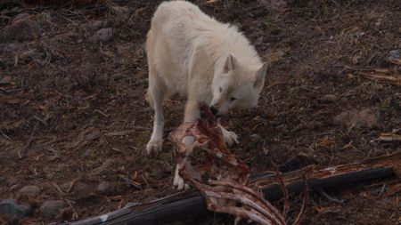 A white wolf looks for scraps on a nearly-clean carcass in Yellowstone National Park. (Landis Wildlife Films/Bob Landis)