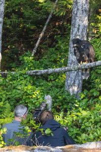 A trained juvenile bald eagle looks down from his perch at Camera Operator Darren West and Drone Camera Operator Dave Pearson. (National Geographic for Disney/Maia Sherwood-Rogers)