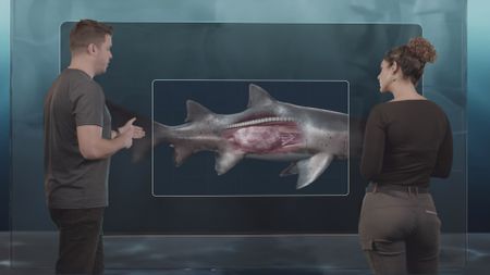 Dr. David Kurnick and Dr. Diva Amon talking in the shark studio lab looking at the GFX diagram of the unique insides and reproductive process of Sand Tiger Sharks. (National Geographic)