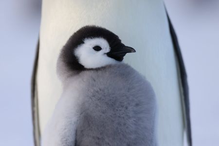 An Emperor penguin chick in Atka Bay, Antarctica.  (credit: National Geographic/Bertie Gregory)