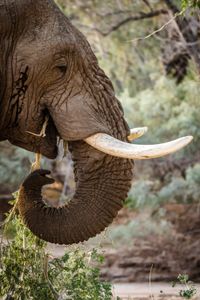 A bull elephant in musth fuels up on nutrition by eating plants and tree branches. (National Geographic for Disney/Robbie Labanowski)