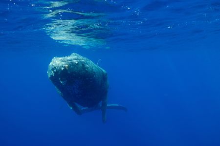 An entangled humpback whale. (National Geographic for Disney/Kim Jeffries)
