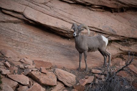 A bighorn ram on a rippling sandstone formation in Zion's pinyon-juniper habitat.  (National Geographic/Jake Hewitt)