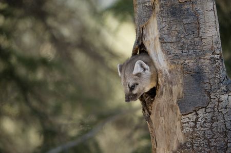 A pine marten looking down from a hole in a tree.  (National Geographic/Thomas Winston)