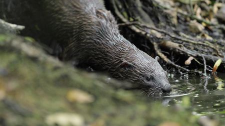 An expert hunter, a river otter uses its long, sensitive whiskers to find fish in a murky pool. (credit: National Geographic/Jeff Reed)