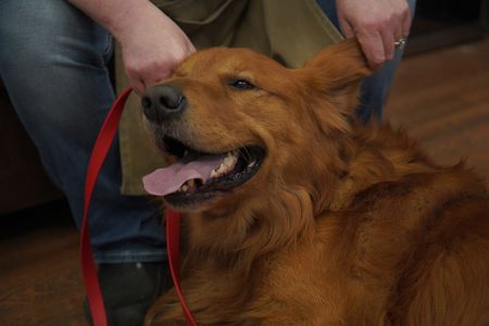 Thunder, the dog, is presenting with a red growth that is concerning his owner. (National Geographic for Disney/Sean Grevencamp)