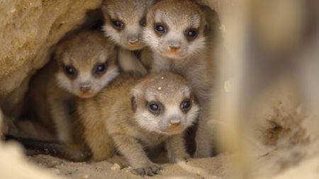 Three-week old meerkat pups emerging from their burrow for the first time. (National Geographic/Adam Clarke)