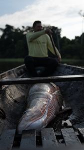 Fisherman José Alves de Moraes rows home with his catch, an arapaima. 
(credit: National Geographic/Paulo Velozo)