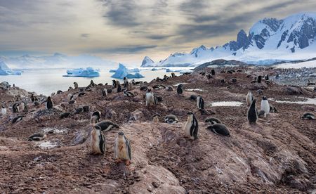 A group of gentoos on land, with sea and icebergs in the background.  (credit: National Geographic/Bertie Gregory)