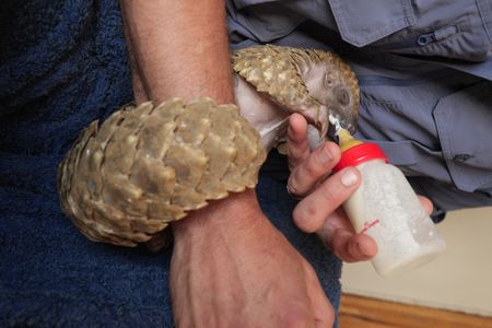 Archie the pangolin baby is bottle fed. (National Geographic/Cherique Pohl)