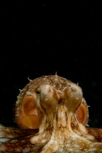 A Coconut octopus (Amphioctopus marginatus). (National Geographic for Disney/Craig Parry)