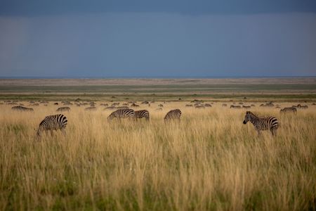 Plains zebra spread out over the short grass plains of the Serengeti. (National Geographic for Disney/Sally Thomson)