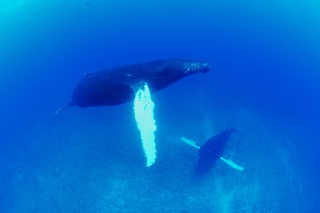 A Humpback whale and calf swimming underwater. (National Geographic/James Loudon)