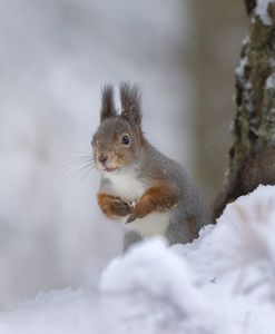 A squirrel in the snow. (Big Wave Productions)