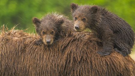 Two brown bear cubs on their mother's back in Hallo Bay. (credit: National Geographic/John Shier)