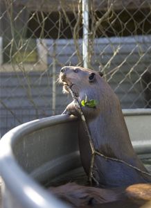 A beaver holding a stick in its mouth as it takes a bath. (Big Wave Productions)