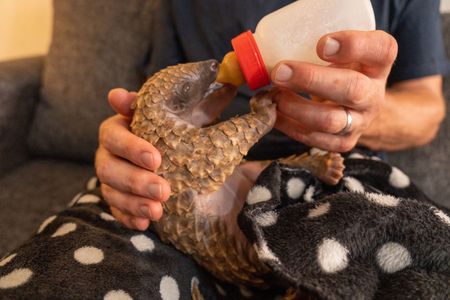 Baby pangolin Archie is bottle fed before bedtime. (National Geographic/Cherique Pohl)