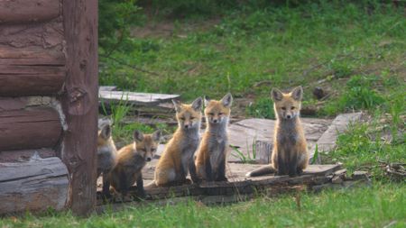 Five fox kits sitting on an abandond cabin's porch. (National Geographic)