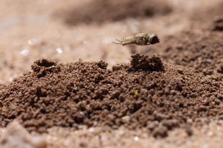 A bee hovers above a globe mallow bee chimney.  (National Geographic/Jeff Reed)