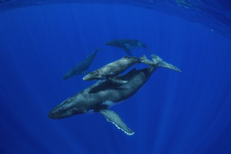 A mother Humpback Whale with her calf in the waters off of Rarotonga, Cook Islands along with two escort males. 
(Brian Skerry)