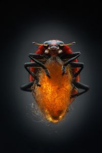 When a female wasp stings a ladybug, it leaves behind a single egg. After the egg hatches, the larva begins to eat its host from the inside out. When ready, the parasite emerges and spins a cocoon between the ladybug’s legs. Though its body is now free of the tormentor, the bug remains enslaved, standing over the cocoon and protecting it from potential predators.  (credit: Anand Varma)