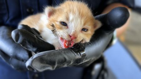 CBP Officer Alvarado holds a kitten after rescuing it from the inside of a hood in a traveler's vehicle in El Paso, Texas. (National Geographic)