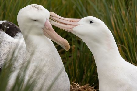 A tender moment between a wandering albatross pair. (National Geographic for Disney/Holly Harrison)