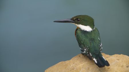 A green kingfisher is one of several bird species that attempt to catch the sulfur mollies. (National Geographic/Mark Payne-Gill)