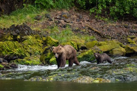 A brown bear mom and spring cub trek through the river to find a fishing spot. (National Geographic for Disney/Rory Dormer)