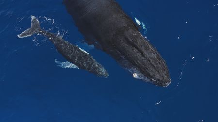A humpback whale and her calf leave the warm, shallow waters of their nursing grounds. (National Geographic)