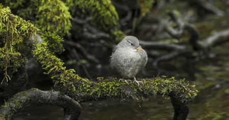 An newly fledged American dipper perches on branch along the river. (credit: National Geographic/Jesse Wippert)