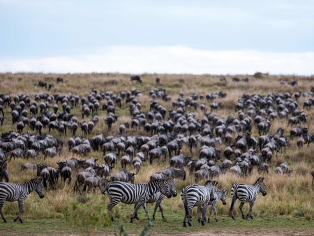 Zebras and wildebeest successfully make it to the grasslands on the other side of the Mara River in Maasai Mara, Kenya. (National Geographic for Disney/David Chancellor)