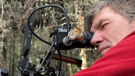 Director of Photography Simon Niblett films with a monarch butterfly on his RED camera eyepiece. (National Geographic for Disney/Imogen Prince)