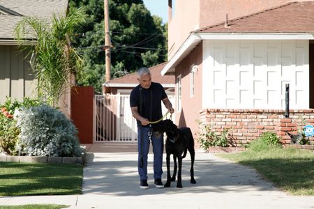 Cesar Millan putting a leash on Lloyd. (National Geographic)