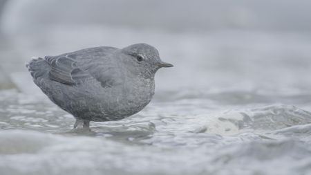 An American dipper searches for aquatic insects on the Sol Duc River. (credit: National Geographic/Alex Cooke)