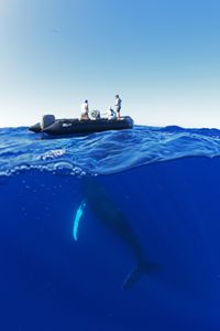 A humpback whale swims underwater as crew members float in a boat above. (National Geographic/James Loudon)