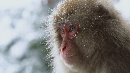 Side and close up portrait of a young macaque in the snow, Japan. (Getty Images)