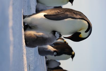 An Emperor penguin about to feed an older chick.  (credit: National Geographic/Alex Ponniah)