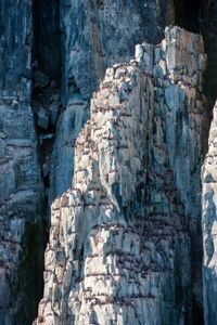 Bird-nesting cliffs in Svalbard, where thousands of thick-billed murres lay their eggs on the ledges every summer. (Credit: Jason Roberts)